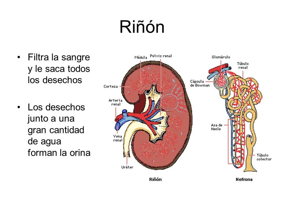 Riñón Filtra la sangre y le saca todos los desechos
