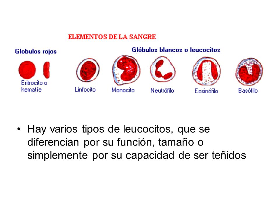 Hay varios tipos de leucocitos, que se diferencian por su función, tamaño o simplemente por su capacidad de ser teñidos