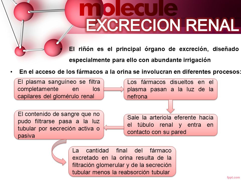 EXCRECION RENAL El riñón es el principal órgano de excreción, diseñado especialmente para ello con abundante irrigación.