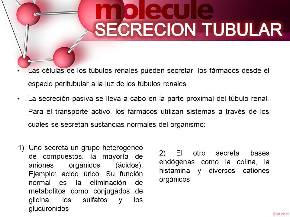 SECRECION TUBULAR Las células de los túbulos renales pueden secretar los fármacos desde el espacio peritubular a la luz de los túbulos renales.