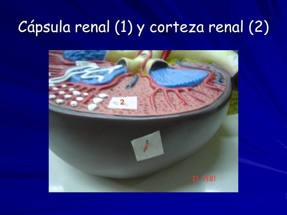 Cápsula renal (1) y corteza renal (2)