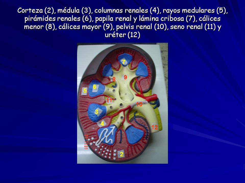 Corteza (2), médula (3), columnas renales (4), rayos medulares (5), pirámides renales (6), papila renal y lámina cribosa (7), cálices menor (8), cálices mayor (9), pelvis renal (10), seno renal (11) y uréter (12)