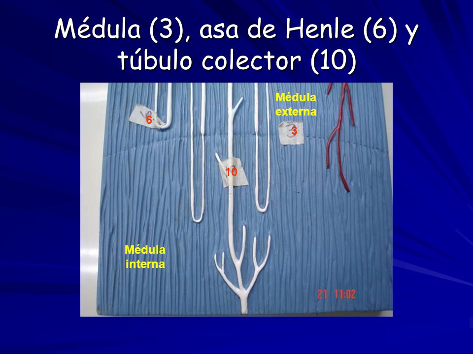 Médula (3), asa de Henle (6) y túbulo colector (10)