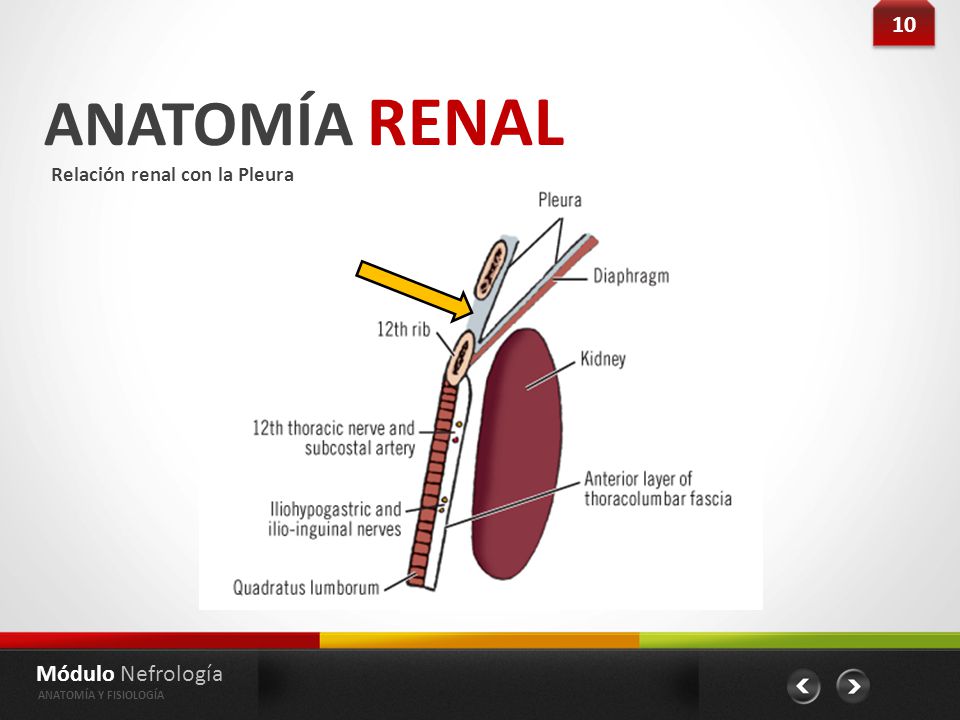 ANATOMÍA RENAL 10 Módulo Nefrología Relación renal con la Pleura