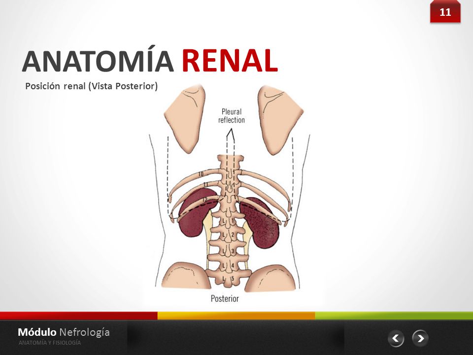 ANATOMÍA RENAL 11 Módulo Nefrología Posición renal (Vista Posterior)