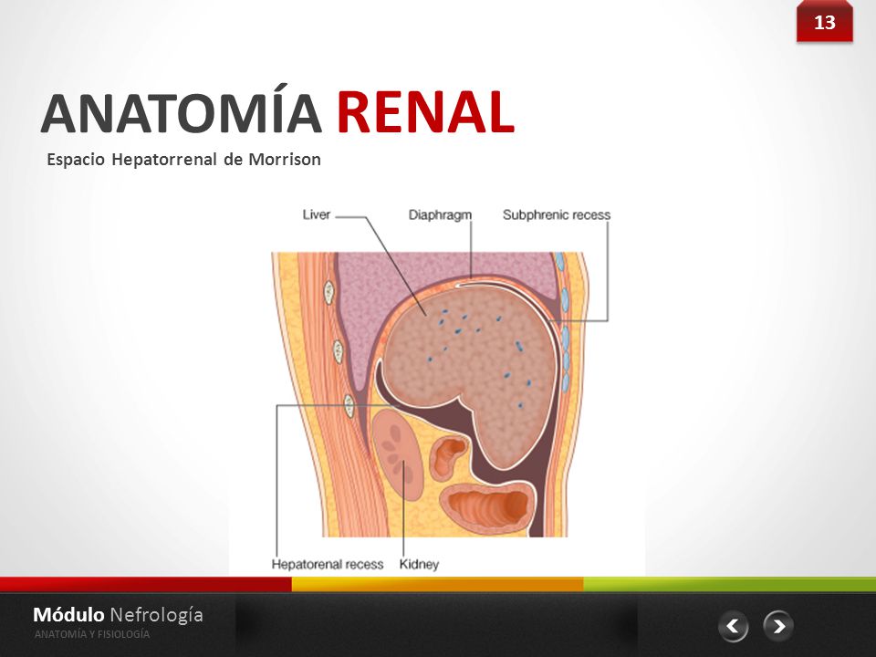 ANATOMÍA RENAL 13 Módulo Nefrología Espacio Hepatorrenal de Morrison