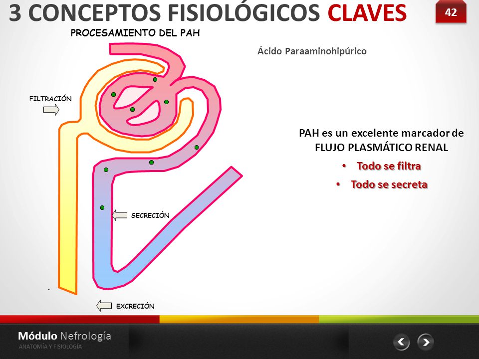 PAH es un excelente marcador de FLUJO PLASMÁTICO RENAL