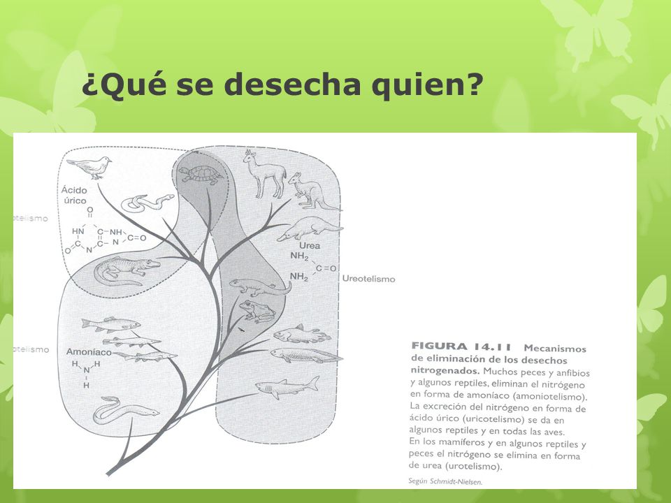¿Qué se desecha quien
