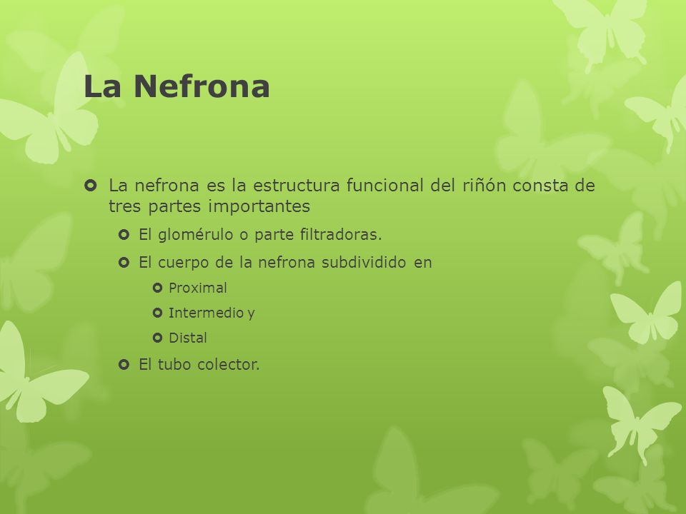 La Nefrona La nefrona es la estructura funcional del riñón consta de tres partes importantes. El glomérulo o parte filtradoras.