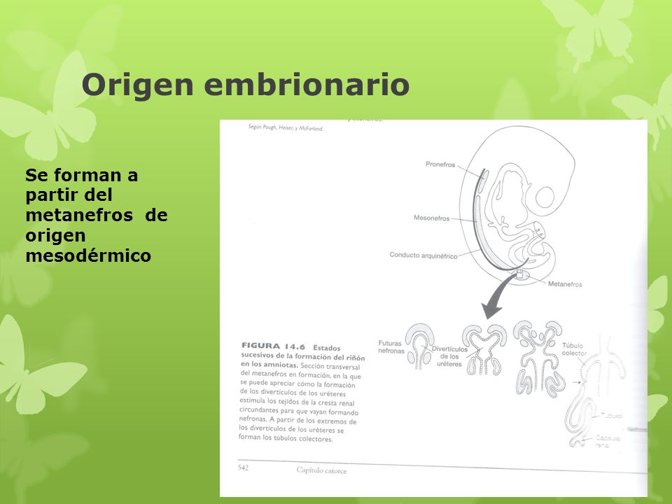 Origen embrionario Se forman a partir del metanefros de origen mesodérmico