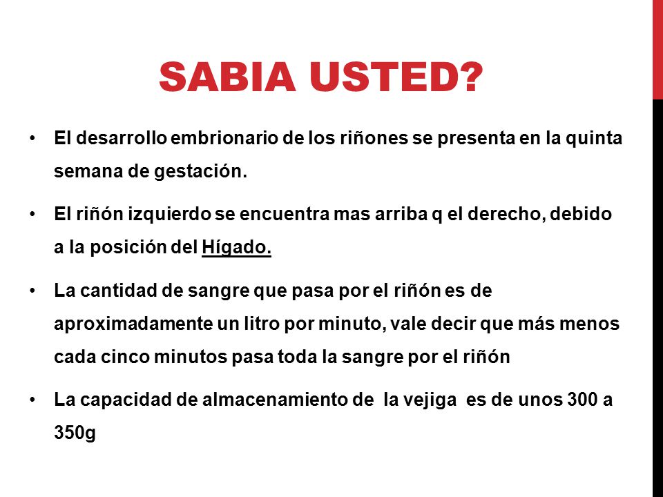 Sabia usted El desarrollo embrionario de los riñones se presenta en la quinta semana de gestación.