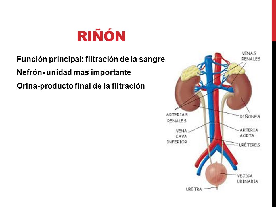 Riñón Función principal: filtración de la sangre Nefrón- unidad mas importante Orina-producto final de la filtración