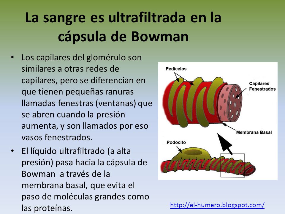 La sangre es ultrafiltrada en la cápsula de Bowman
