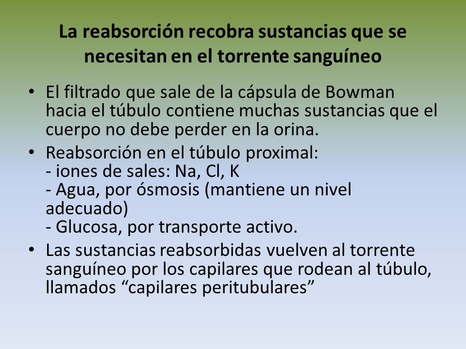 La reabsorción recobra sustancias que se necesitan en el torrente sanguíneo