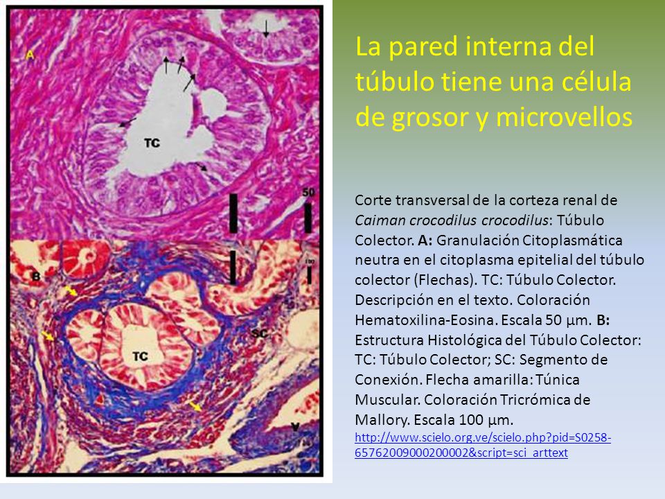 La pared interna del túbulo tiene una célula de grosor y microvellos