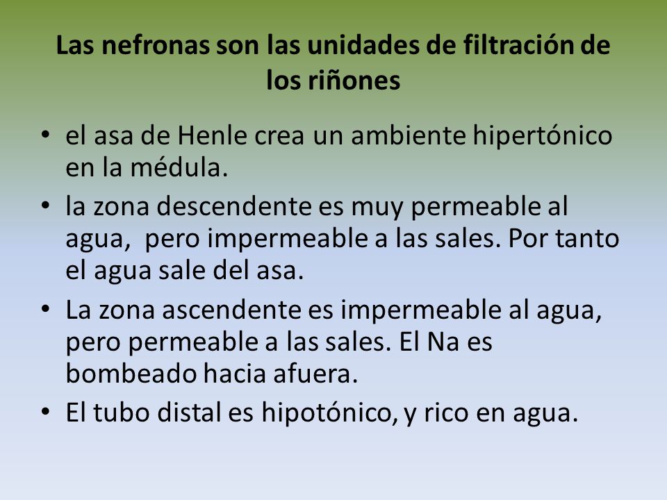 Las nefronas son las unidades de filtración de los riñones