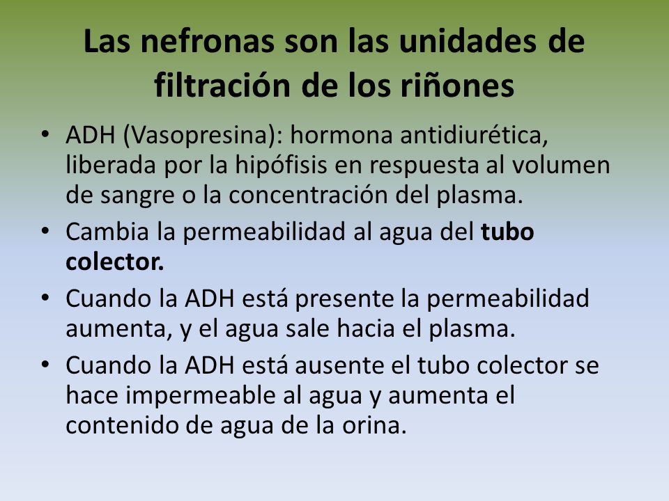 Las nefronas son las unidades de filtración de los riñones