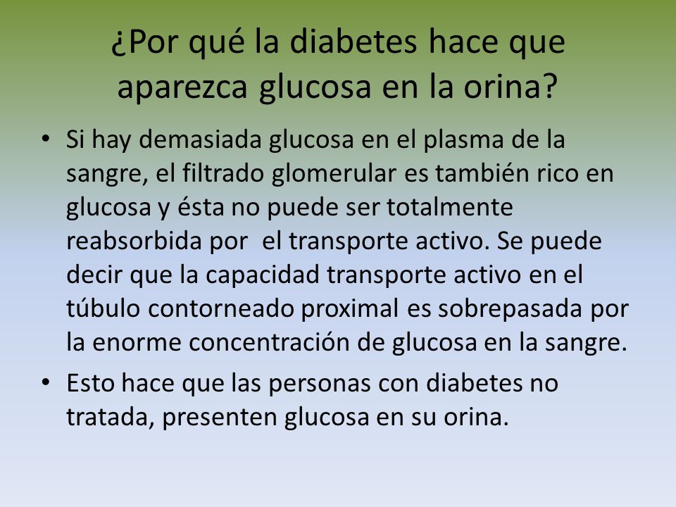 ¿Por qué la diabetes hace que aparezca glucosa en la orina