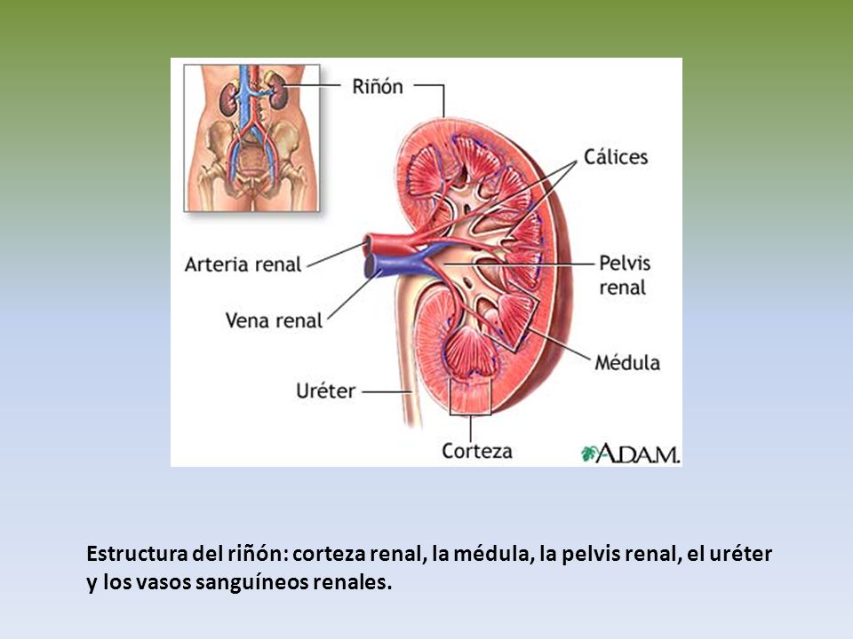 Estructura del riñón: corteza renal, la médula, la pelvis renal, el uréter y los vasos sanguíneos renales.
