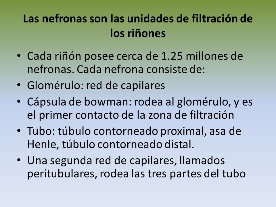 Las nefronas son las unidades de filtración de los riñones