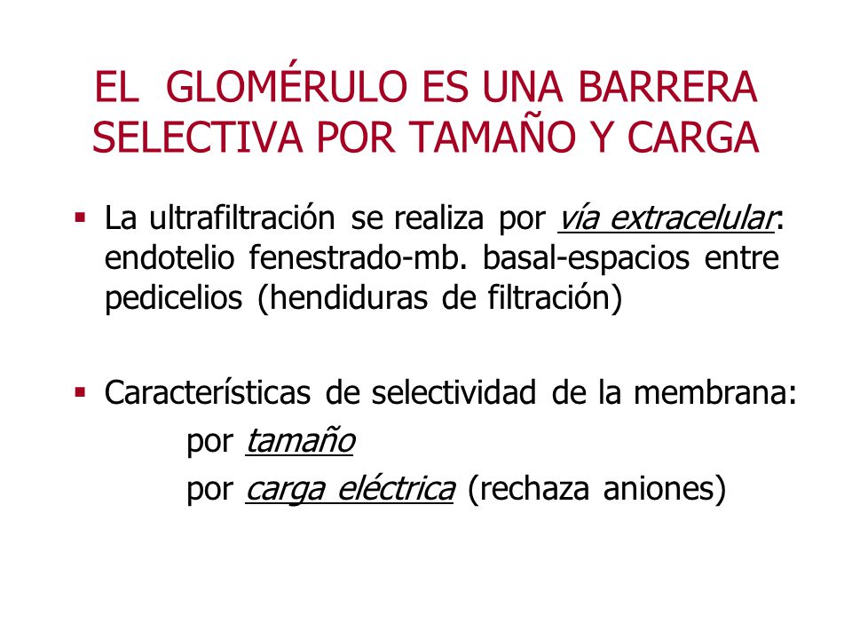 EL GLOMÉRULO ES UNA BARRERA SELECTIVA POR TAMAÑO Y CARGA