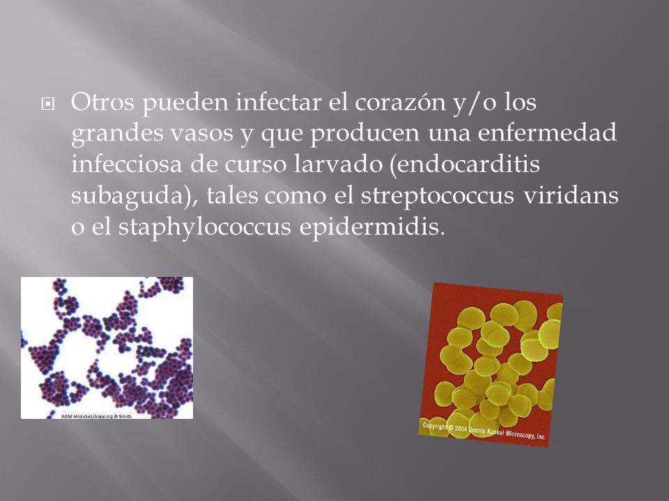 Otros pueden infectar el corazón y/o los grandes vasos y que producen una enfermedad infecciosa de curso larvado (endocarditis subaguda), tales como el streptococcus viridans o el staphylococcus epidermidis.