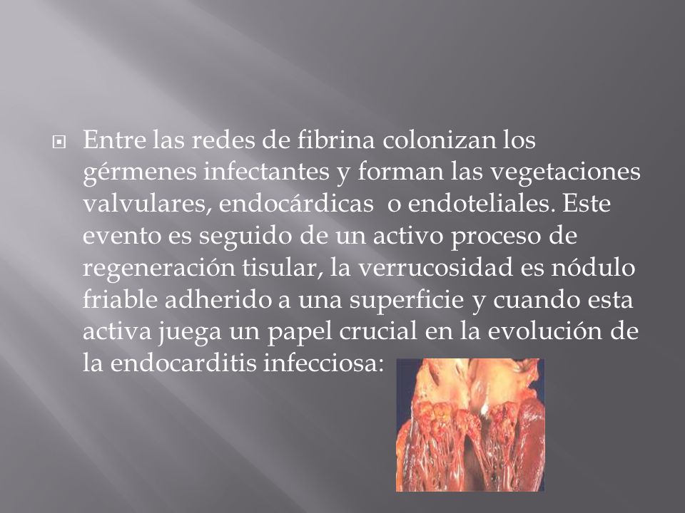 Entre las redes de fibrina colonizan los gérmenes infectantes y forman las vegetaciones valvulares, endocárdicas o endoteliales.
