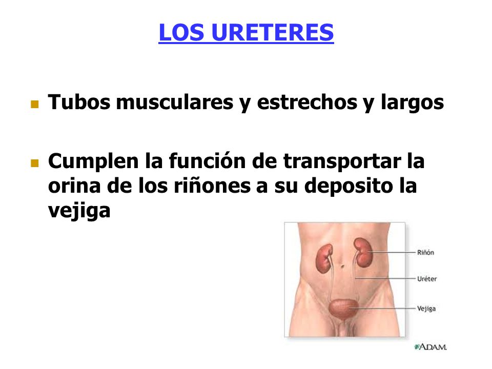 LOS URETERES Tubos musculares y estrechos y largos