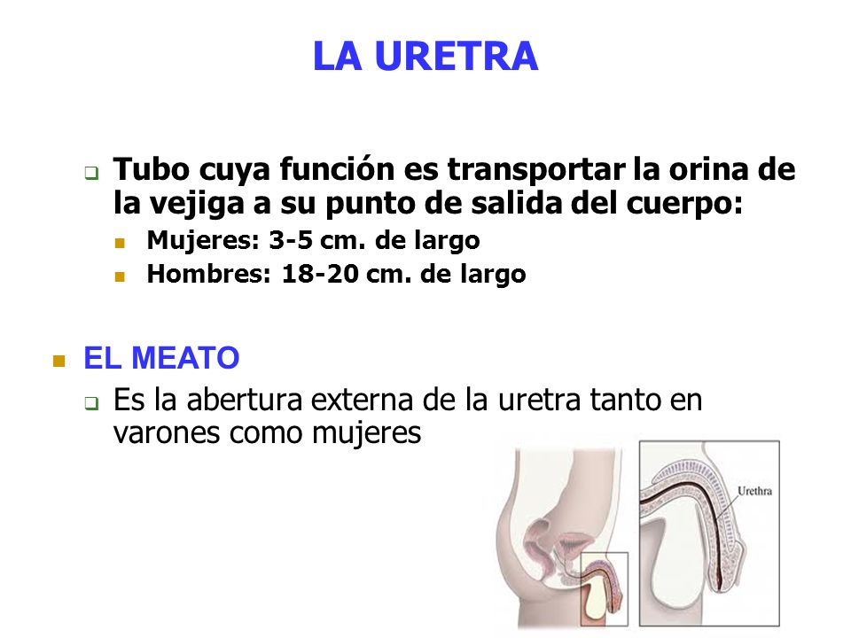 LA URETRA Tubo cuya función es transportar la orina de la vejiga a su punto de salida del cuerpo: Mujeres: 3-5 cm. de largo.