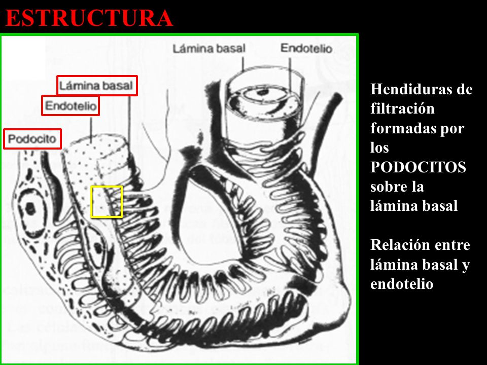 ESTRUCTURA Hendiduras de filtración formadas por los PODOCITOS sobre la lámina basal.