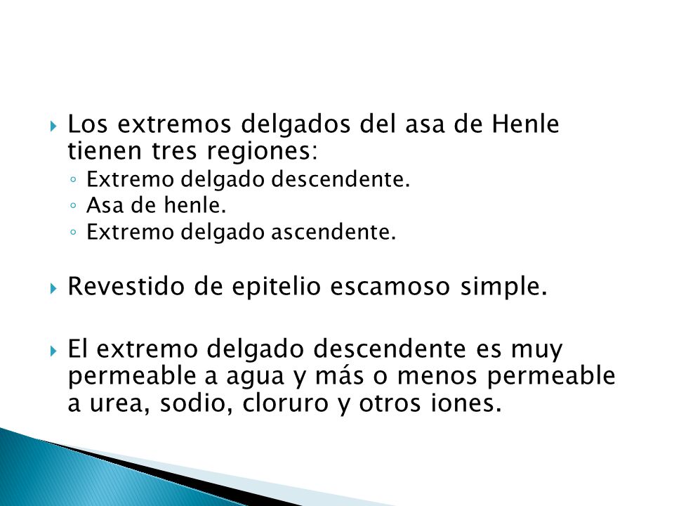 Los extremos delgados del asa de Henle tienen tres regiones:
