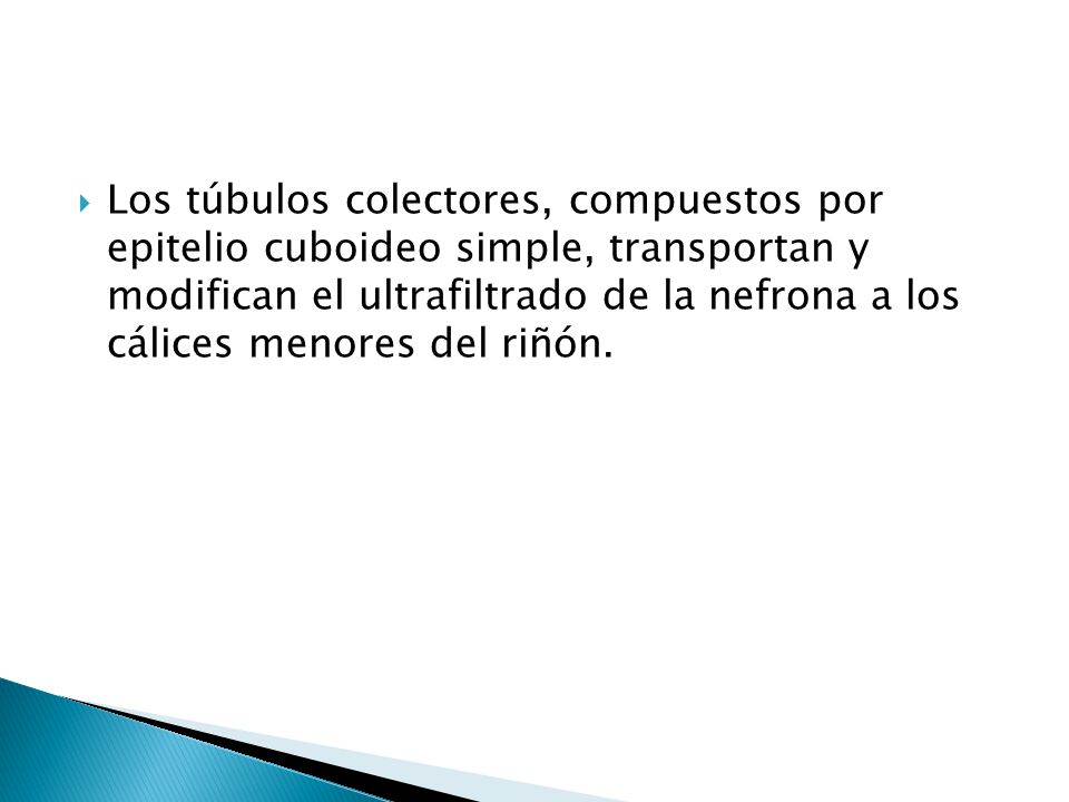 Los túbulos colectores, compuestos por epitelio cuboideo simple, transportan y modifican el ultrafiltrado de la nefrona a los cálices menores del riñón.