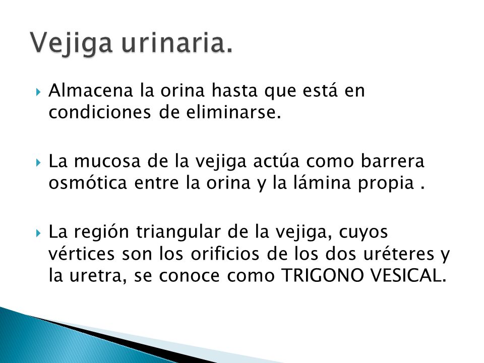 Vejiga urinaria. Almacena la orina hasta que está en condiciones de eliminarse.