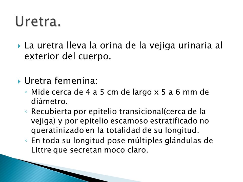 Uretra. La uretra lleva la orina de la vejiga urinaria al exterior del cuerpo. Uretra femenina: