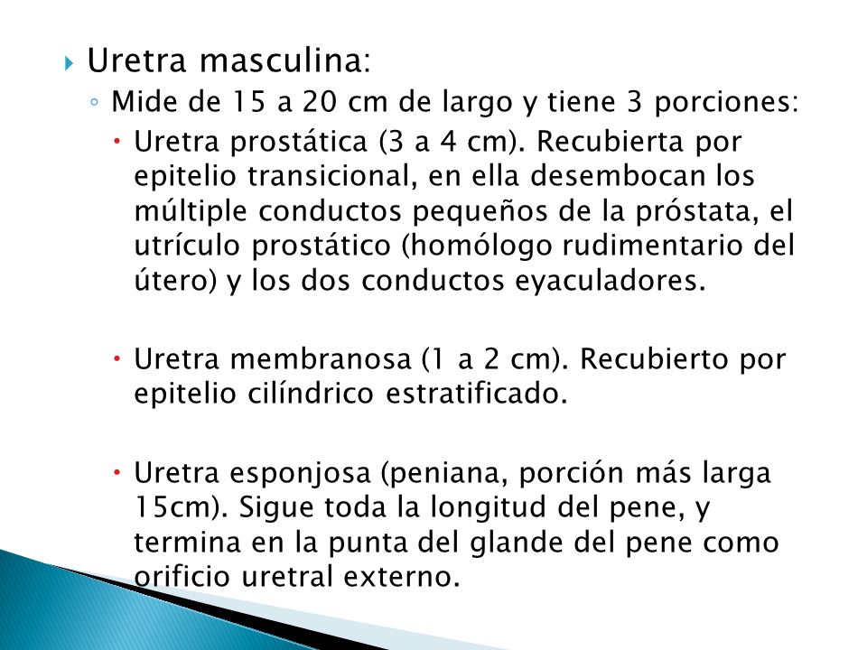 Uretra masculina: Mide de 15 a 20 cm de largo y tiene 3 porciones: