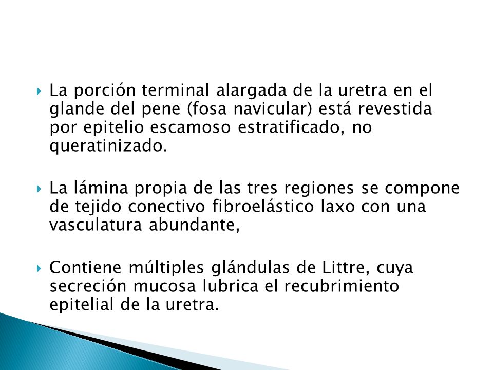La porción terminal alargada de la uretra en el glande del pene (fosa navicular) está revestida por epitelio escamoso estratificado, no queratinizado.
