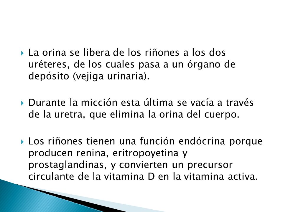 La orina se libera de los riñones a los dos uréteres, de los cuales pasa a un órgano de depósito (vejiga urinaria).