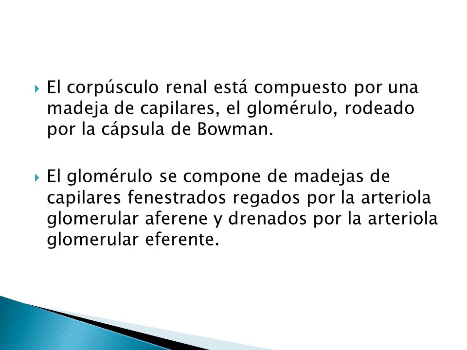 El corpúsculo renal está compuesto por una madeja de capilares, el glomérulo, rodeado por la cápsula de Bowman.