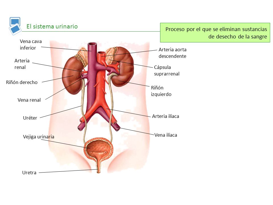 El sistema urinario Proceso por el que se eliminan sustancias de desecho de la sangre. Vena cava inferior.