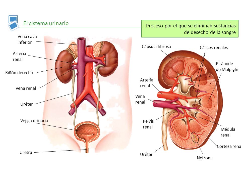 El sistema urinario Proceso por el que se eliminan sustancias de desecho de la sangre. Vena cava inferior.
