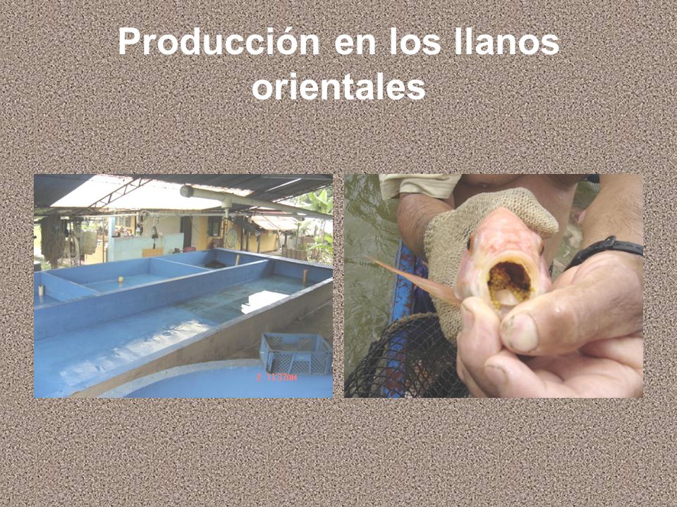 Producción en los llanos orientales