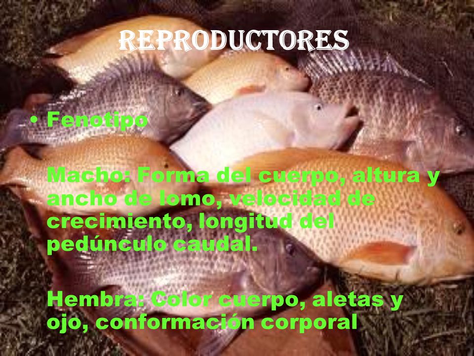 Reproductores Fenotipo