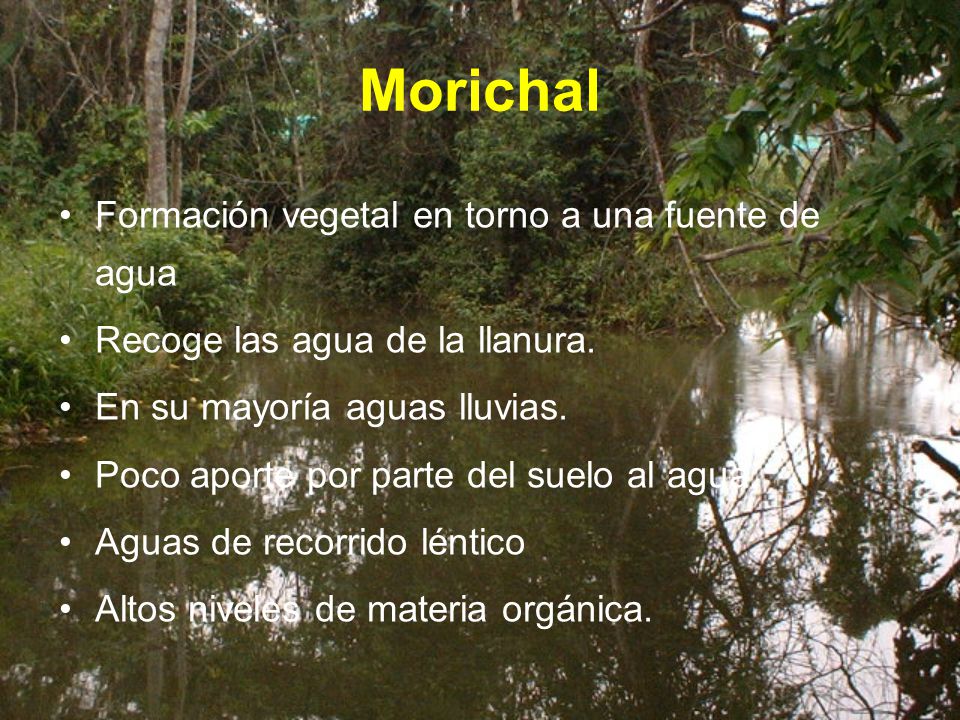 Morichal Formación vegetal en torno a una fuente de agua