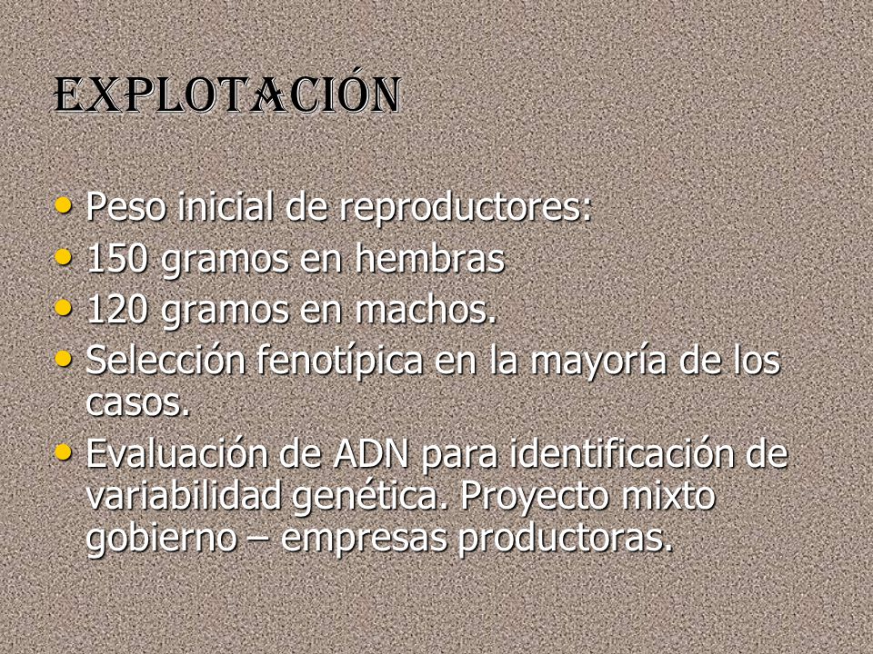 Explotación Peso inicial de reproductores: 150 gramos en hembras
