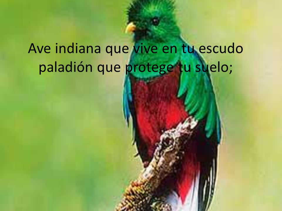 Ave indiana que vive en tu escudo paladión que protege tu suelo;