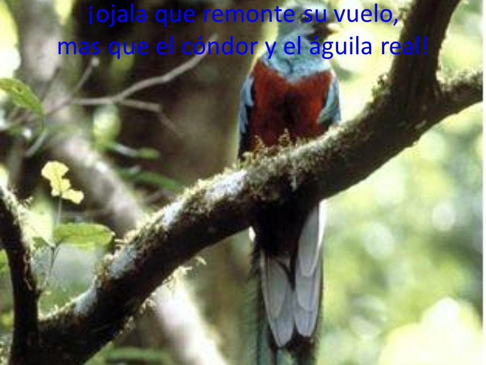 ¡ojala que remonte su vuelo, mas que el cóndor y el águila real!
