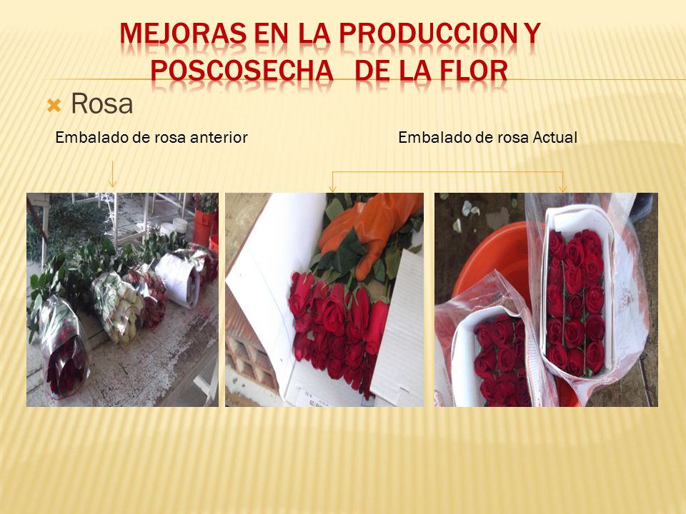 MEJORAS EN LA PRODUCCION Y POSCOSECHA DE LA FLOR