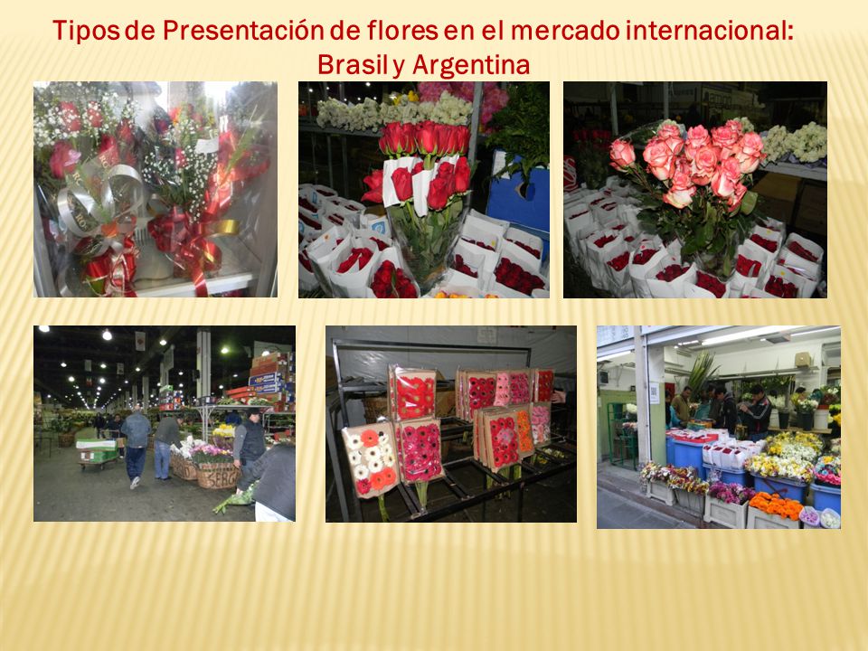 Tipos de Presentación de flores en el mercado internacional: Brasil y Argentina