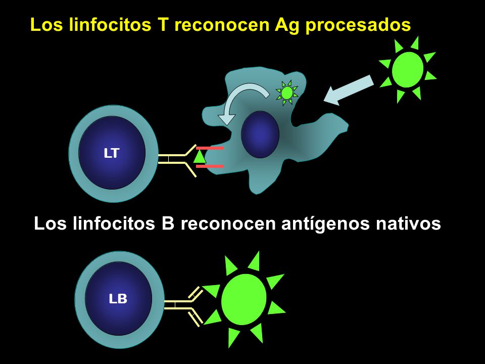 Los linfocitos T reconocen Ag procesados