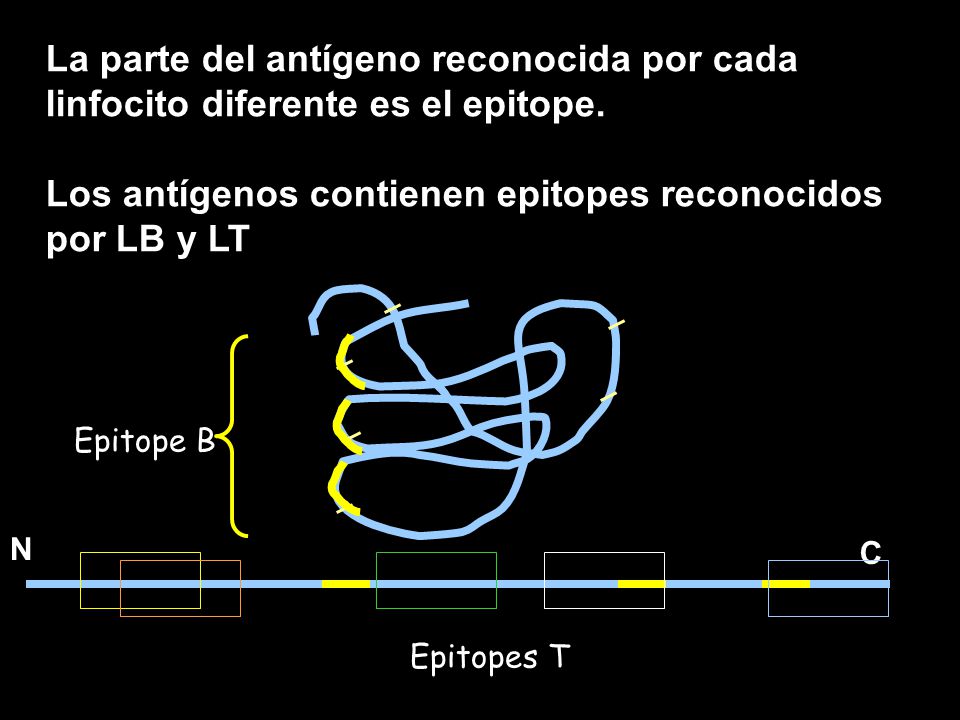 Los antígenos contienen epitopes reconocidos por LB y LT